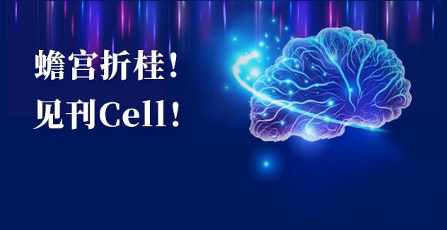 Cell项目文章 | 中国科学家解码人脑多区域时空发育奥秘 ！